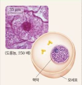 Answer Image