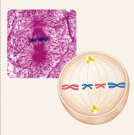 Answer Image