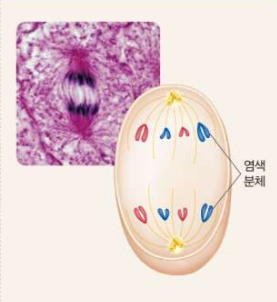 Answer Image