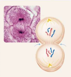 Answer Image